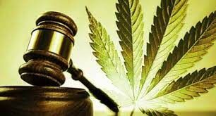 Cosatu will present its submission on the cannabis for Private Purposes Bill to parliament tomorrow